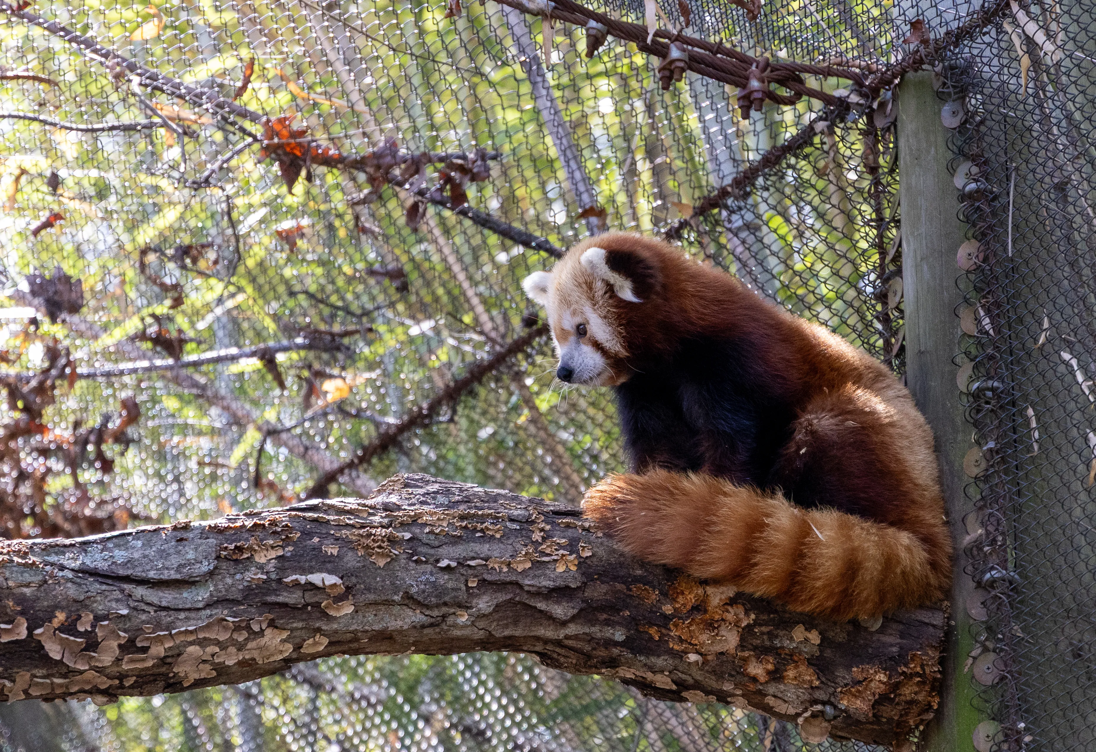 Red Panda