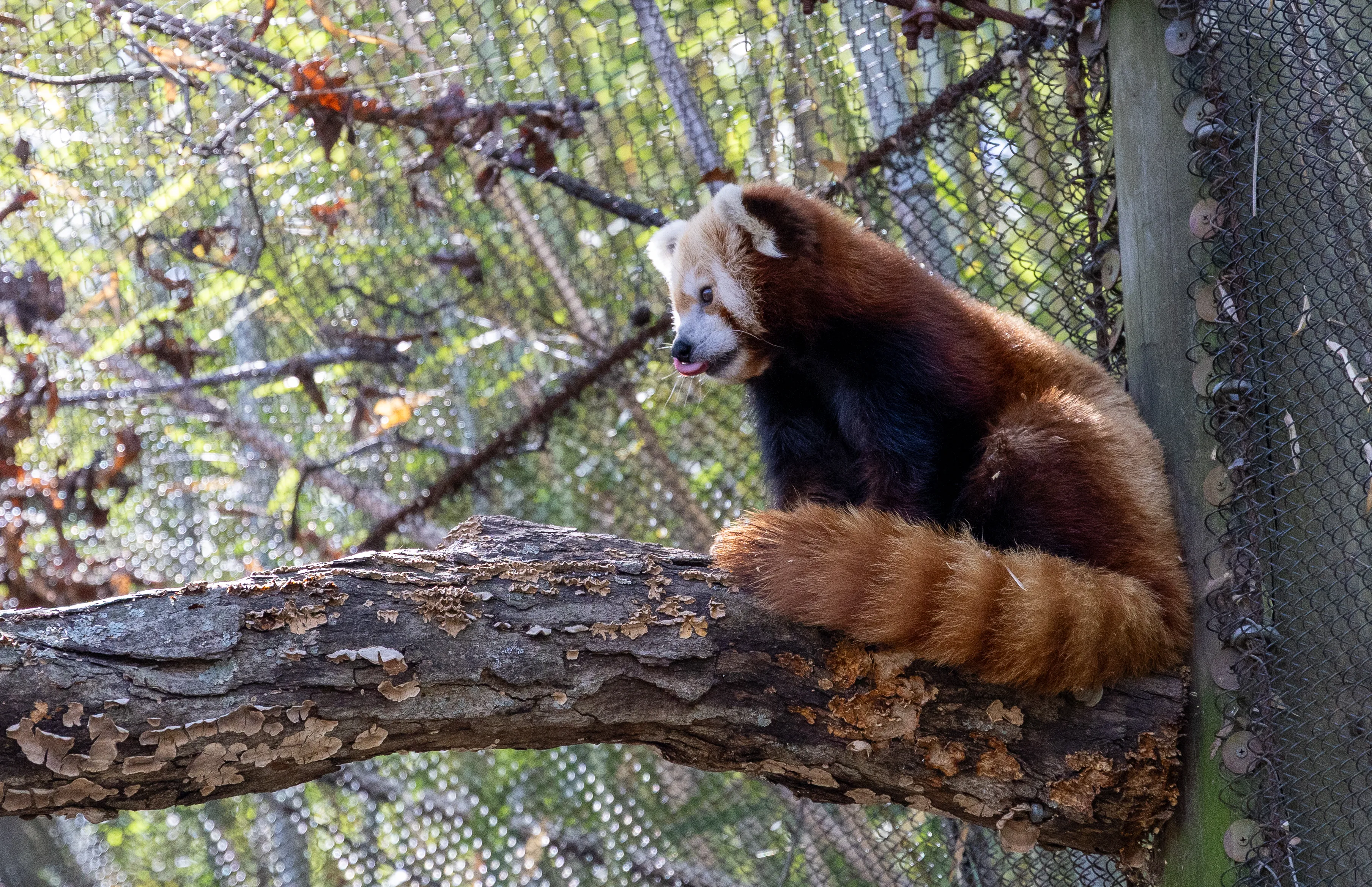 Red Panda
