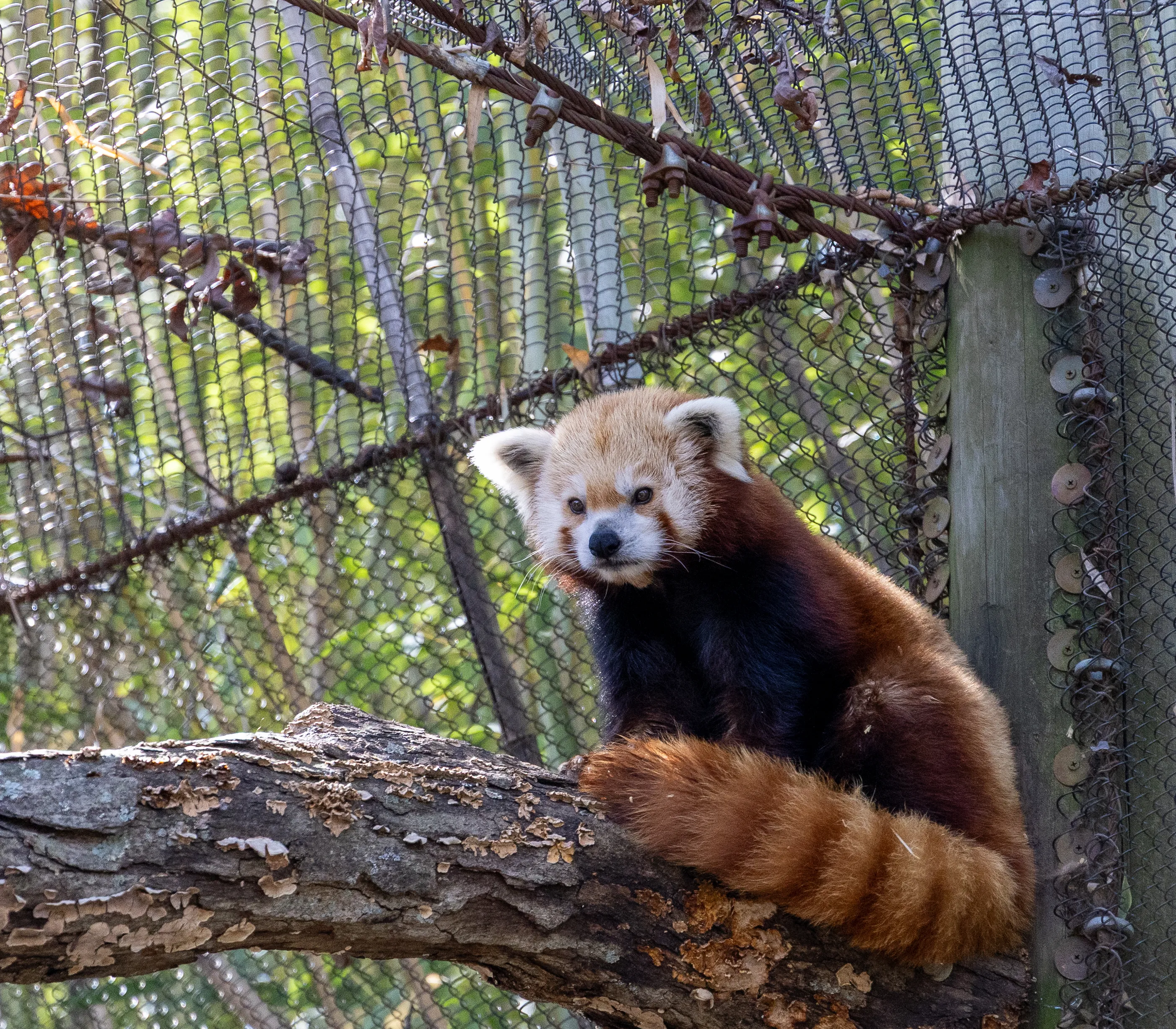 Red Panda