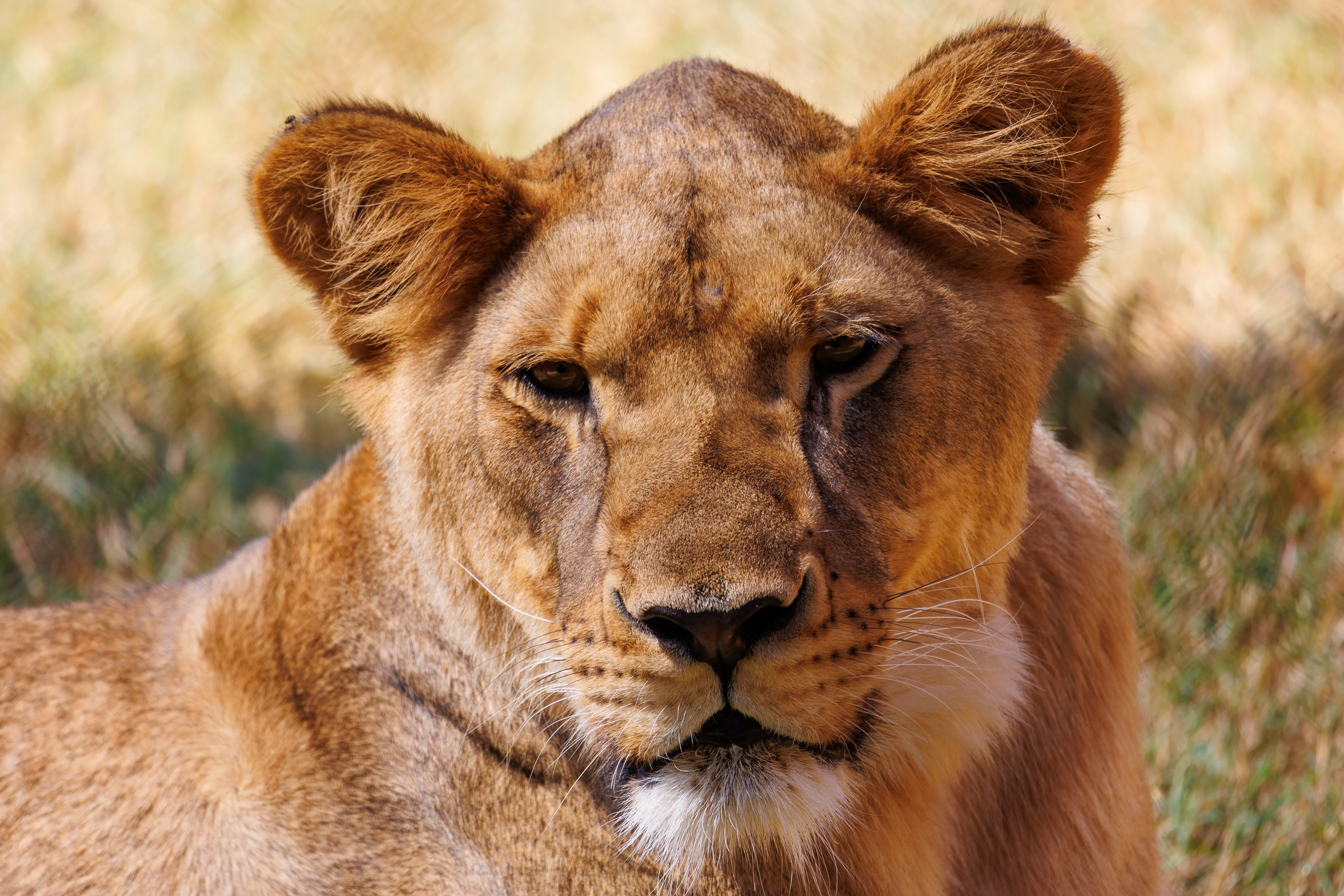 Wildlife Photography